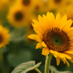 【激震】チョコの未来が変わる!?イオンが放つ「ひまわりの種チョコ」に賛否両論!高騰・不味いの声、そして意外な健康効果とは?