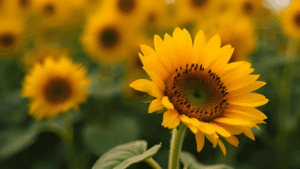 【激震】チョコの未来が変わる！？イオンが放つ「ひまわりの種チョコ」に賛否両論！高騰・不味いの声、そして意外な健康効果とは？