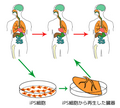 人工多能性幹細胞のサムネイル