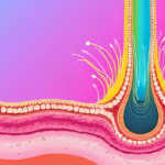 【衝撃】髪の毛って「生えてくる」んじゃなくて「引っ張られる」ことで伸びていた！常識を覆す最新研究をわかりやすく解説！